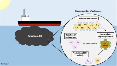 Biodegradation of p